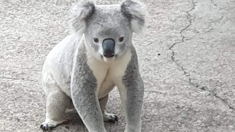 Keep an eye out for koalas on the move around the Redlands