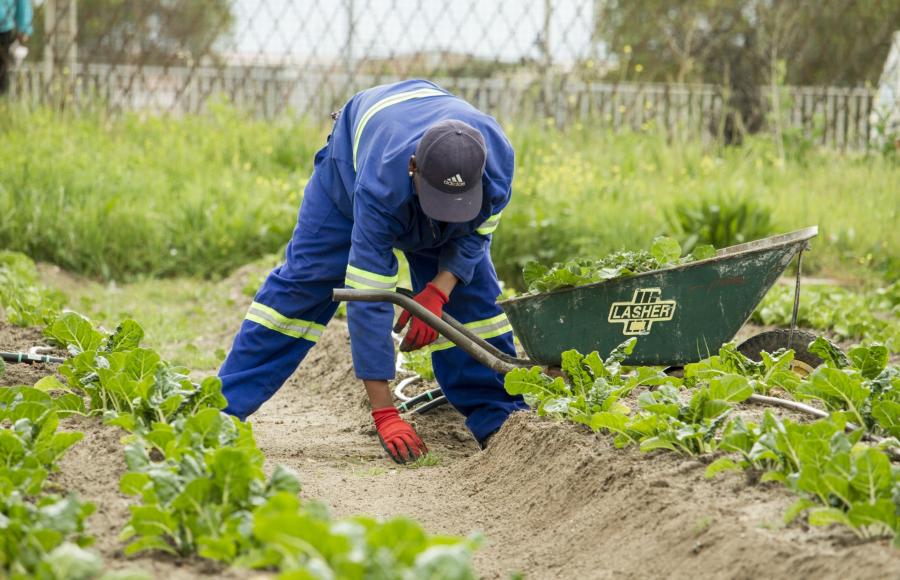 SMBI Food Growers Group